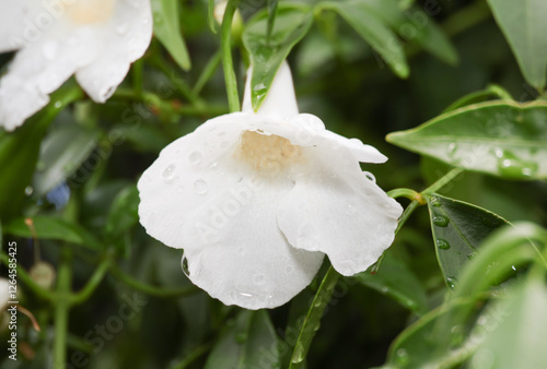 pretty white pandorea jasminoides flower in garden