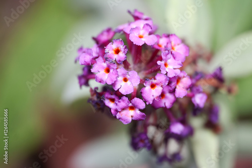 macro purple buddleja flower in garden