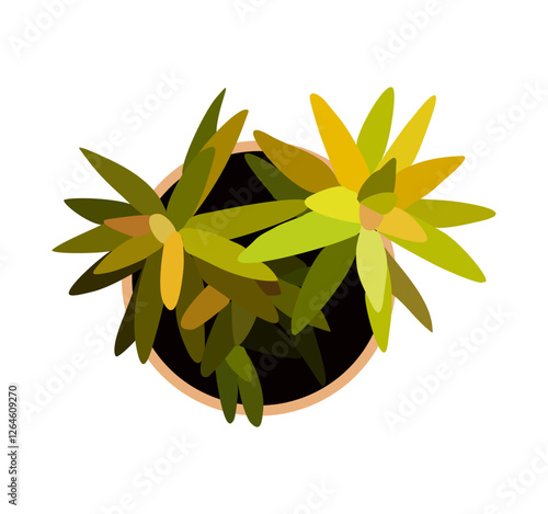 House plant top view. Potted flower colorful icon for landscape, architectural, interior design. Hand drawn Vector flat illustration isolated on transparent  background.