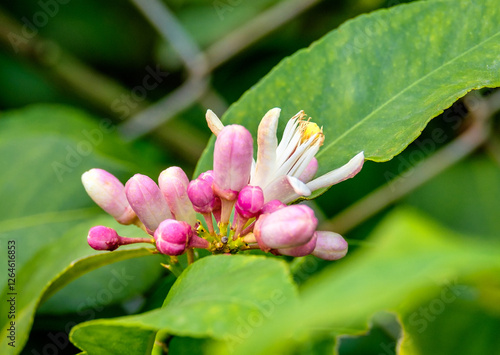 Zitronenblüte mit Knospen, Peloponnes, Griechenland  25018.jpg photo