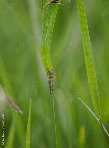 Rispengraszünsler (Chrysoteuchia culmella) photo