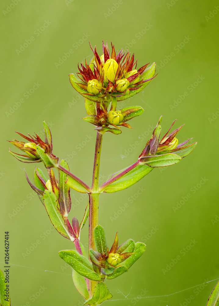 Echtes Johanniskraut (Hypericum perforatum) Echtes Johanniskraut (Hypericum perforatum)