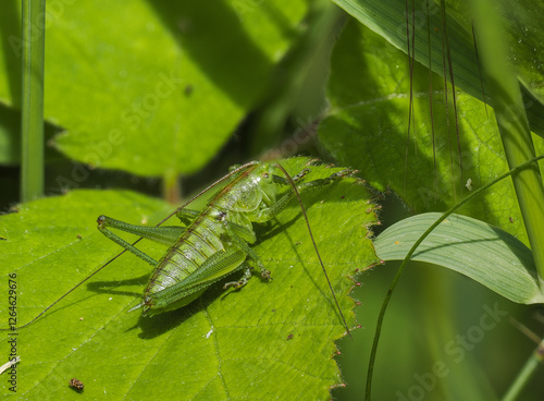 Grünes Heupferd (Tettigonia viridissima) photo