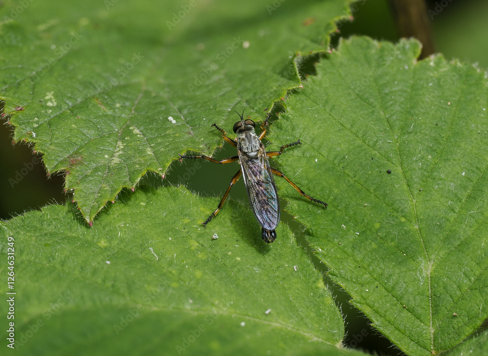 Striemen-Raubfliege.(Neomochtherus pallipes) Striemen-Raubfliege.(Neomochtherus pallipes)