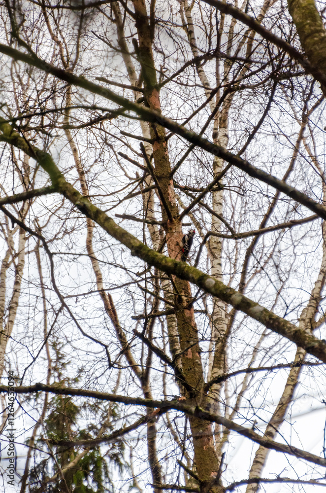 Woodpecker on tree trunk in forest with tangled bare branches around. Woodpecker pecking tree bark, calm mood, eye-level shot, forest setting, natural wildlife concept, stillness and observation in na Woodpecker on tree trunk in forest with tangled bare branches around. Woodpecker pecking tree bark, calm mood, eye-level shot, forest setting, natural wildlife concept, stillness and observation in na