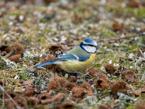 Blaumeise (Cyanistes caeruleu) Blaumeise (Cyanistes caeruleu) photo