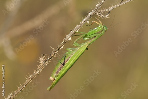 Mantis religiosa