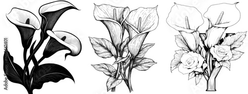 The illustration of Gentiana is depicted through drawing, engraving, ink, line art, and modern techniques