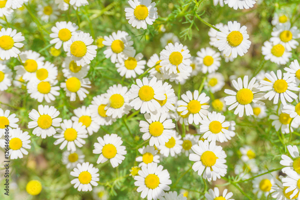 Fototapeta premium カモミールの花畑
