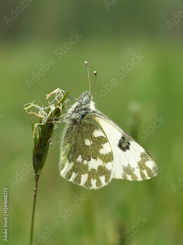 Pontia edusa