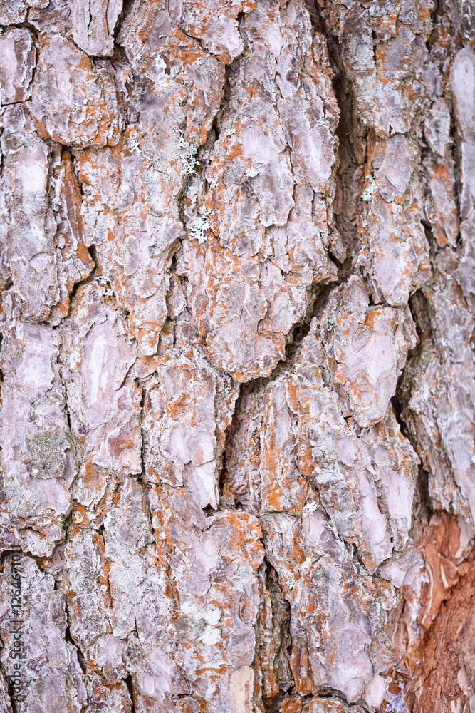 Obraz premium A close-up shot of a tree trunk covered in lichen, ideal for nature and outdoors-themed projects.