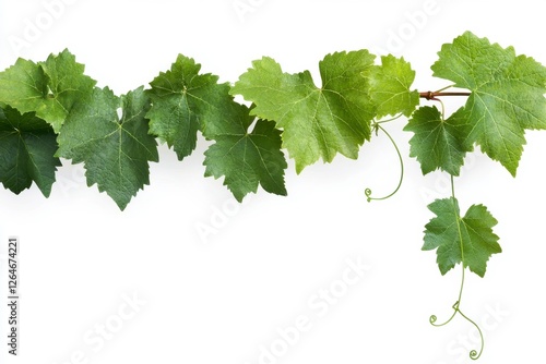 Wallpaper Mural Green Vine Leaves Against White Background Torontodigital.ca