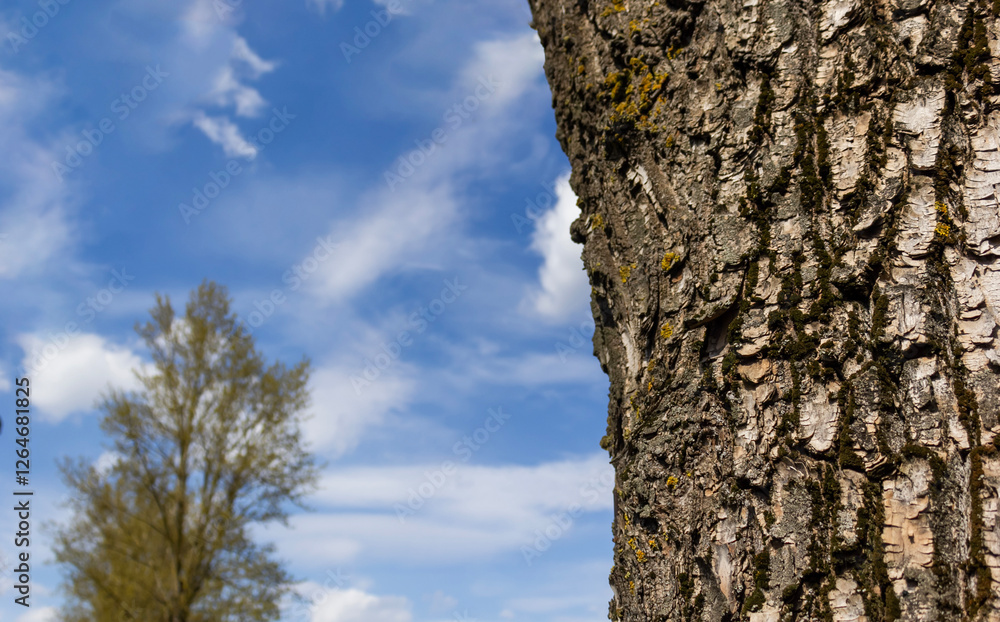Captivating textures of tree bark against a bright blue sky. Captivating textures of tree bark against a bright blue sky.