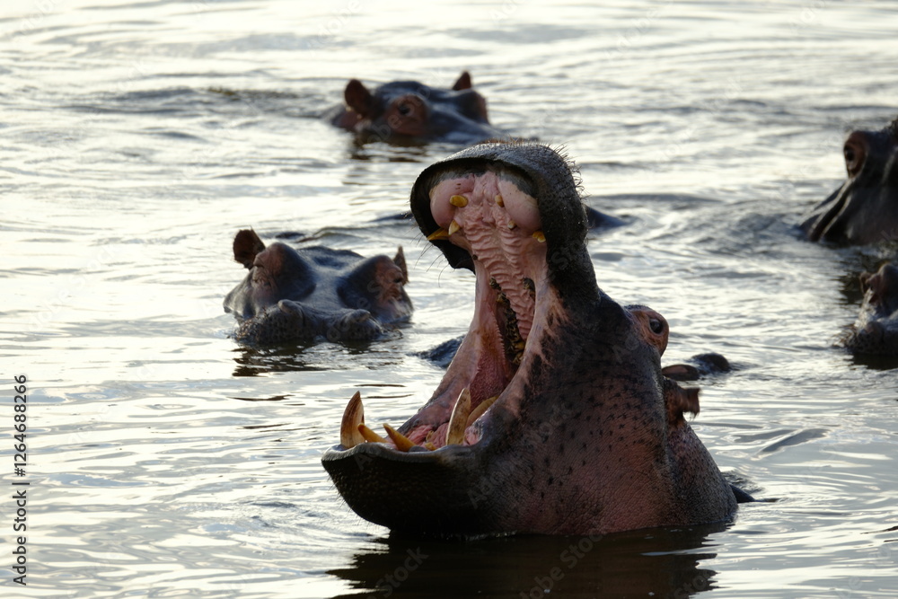 Fototapeta premium Hippo in water