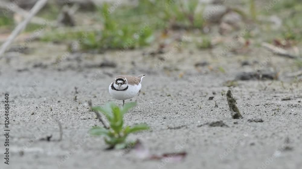 Looking for food on the lakeshore, the little ringed plover at hunt (Charadrius dubius) Looking for food on the lakeshore, the little ringed plover at hunt (Charadrius dubius)