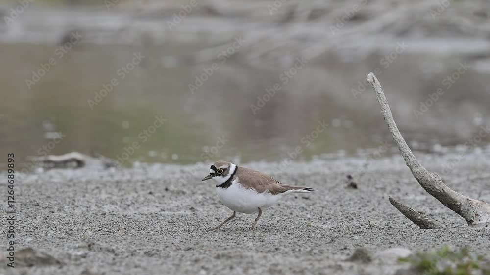 Hunting in the wetlands, the little ringed plover (Charadrius dubius) Hunting in the wetlands, the little ringed plover (Charadrius dubius)