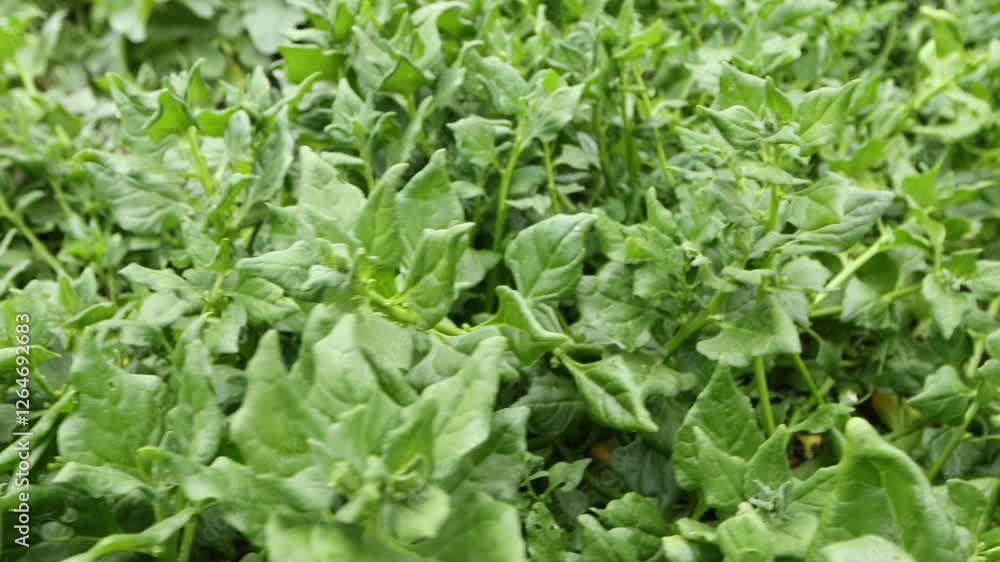 Growing spinach. New Zealand spinach grows in open ground in beds. Smooth camera movement along the bed with spinach. Growing spinach. New Zealand spinach grows in open ground in beds. Smooth camera movement along the bed with spinach.