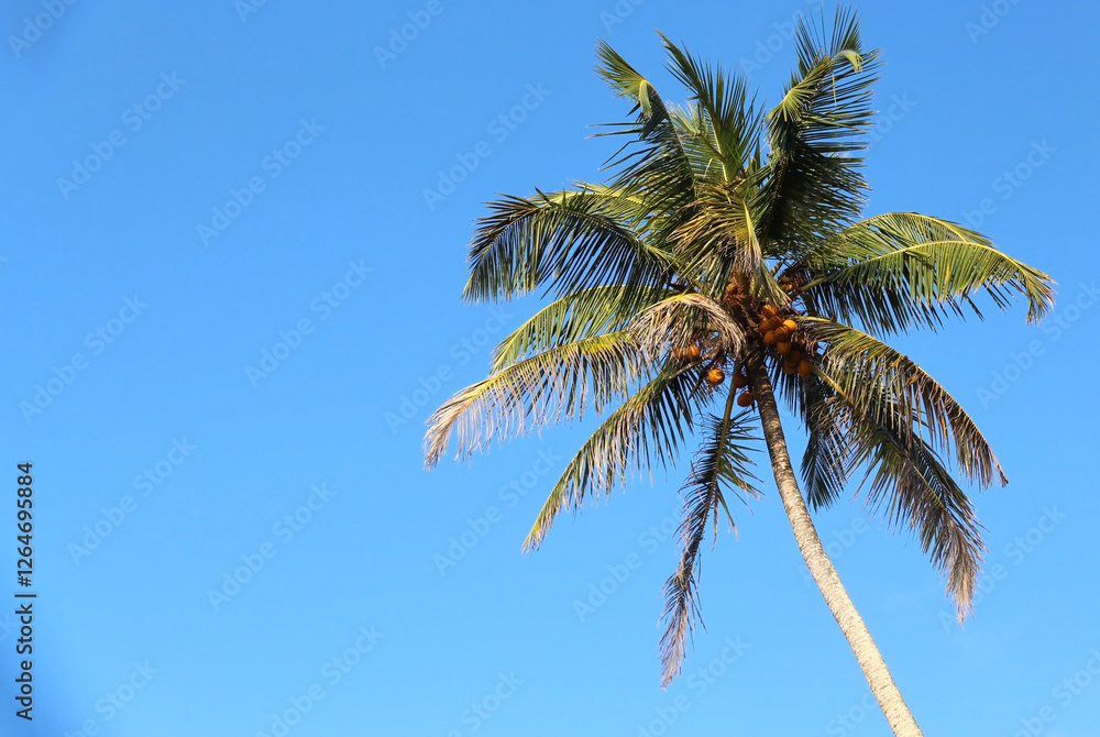 Crown of tropical coconut palm tree with green wide leaves against blue sky with copy space for text Crown of tropical coconut palm tree with green wide leaves against blue sky with copy space for text