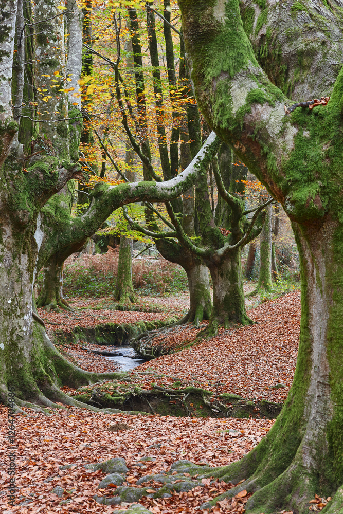 Beech forest in Vizcaya. Otzarreta, Gorbeia park. Autumn landscape. Spain
