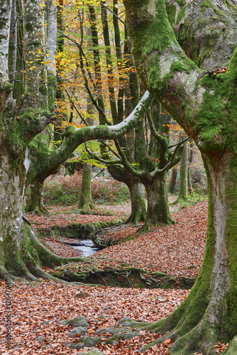 Obraz na płótnie Beech forest in Vizcaya. Otzarreta, Gorbeia park. Autumn landscape. Spain w salonie