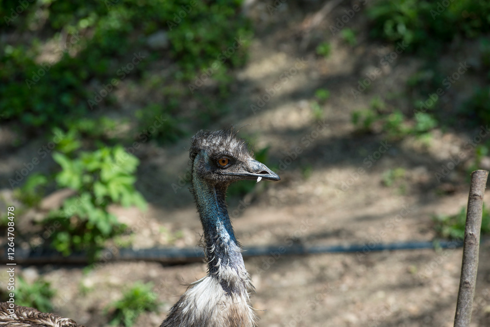 Cassowary in the forest Cassowary in the forest