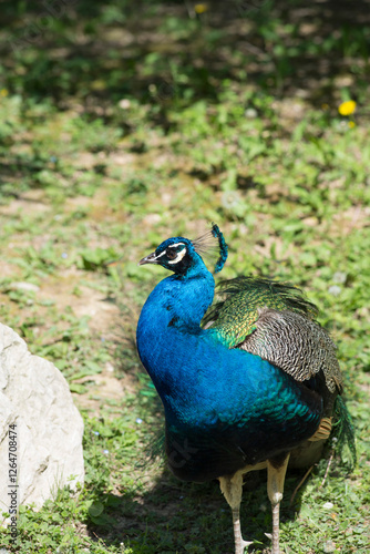 Wallpaper Mural Beautiful peacock chilling on green grass Torontodigital.ca