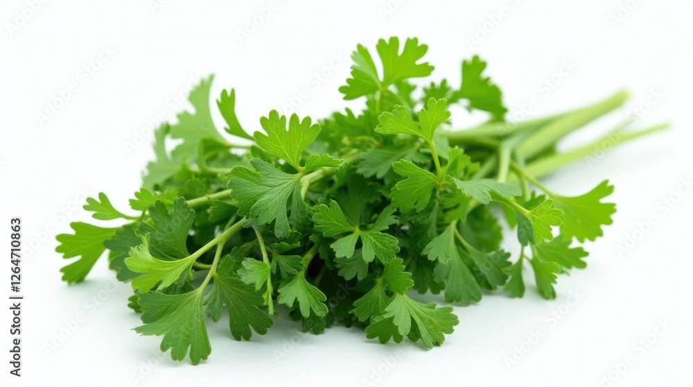 Fresh Green Parsley Bunch Isolated on White Background Fresh Green Parsley Bunch Isolated on White Background