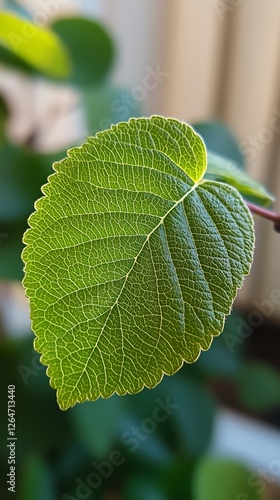 Vibrant green leaf close-up captured in a well-lit indoor plant setting durin...
