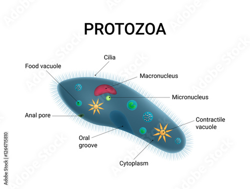 Protozoa Cell Structure and Anatomy
