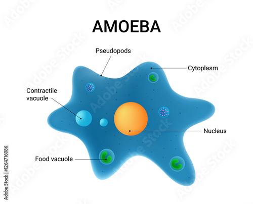 Amoeba Cell Structure and Anatomy