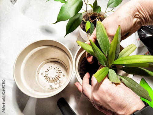 Tableau sur toile Transplanting home-grown flowers into new pots for fresh growth in a cozy indoor