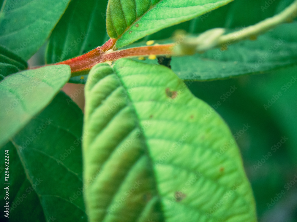 dragonfly on a leaf dragonfly on a leaf