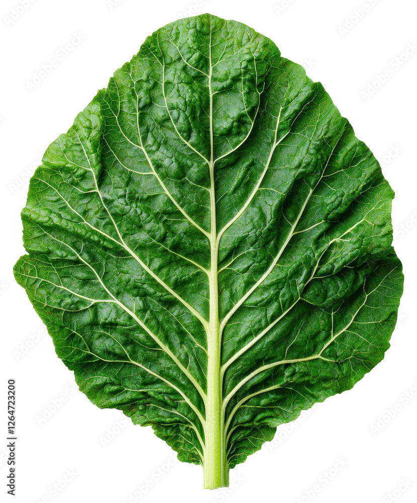 Isolated Green Chard Leaf With Detailed Veins on Transparent Background Isolated Green Chard Leaf With Detailed Veins on Transparent Background