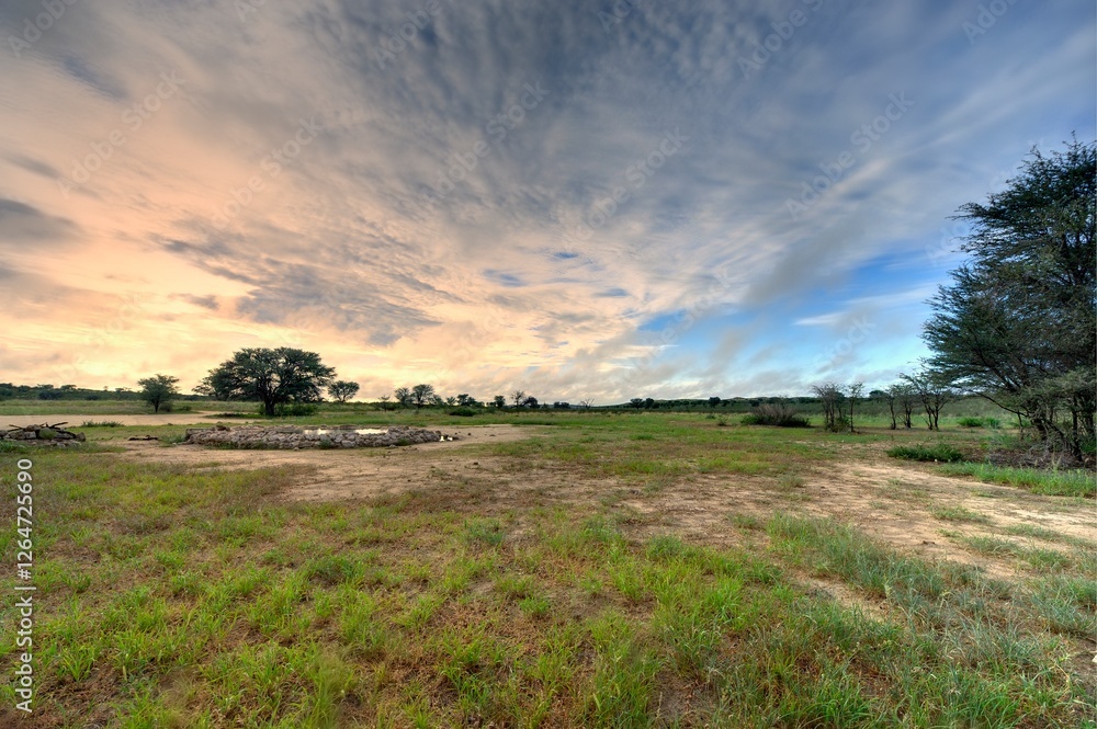 Fototapeta premium DAWN at a desert waterhole, kgalagadi, south africa 