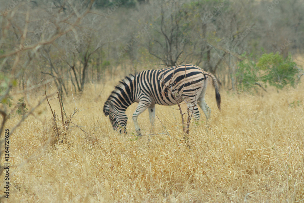 Obraz premium Zebra grazing in grass field