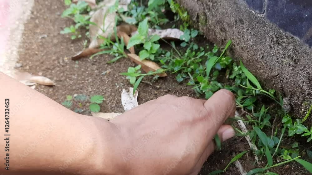 Hand Weeding Grass. Manual weed removal Hand Weeding Grass. Manual weed removal