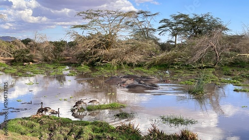 Canvas Print Group of Hippos Resting in a Swampy Waterhole.