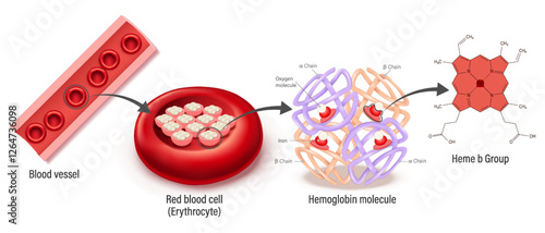 Structure of blood vessel, red blood cell, hemoglobin molecule and Heme b group. Heme groups, α and β subunits, iron atoms and oxygen molecule.