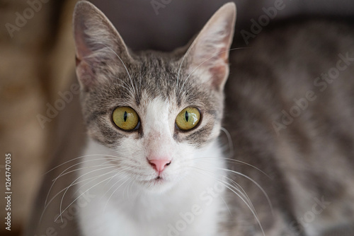 Striped young tabby cat, indoor portrait