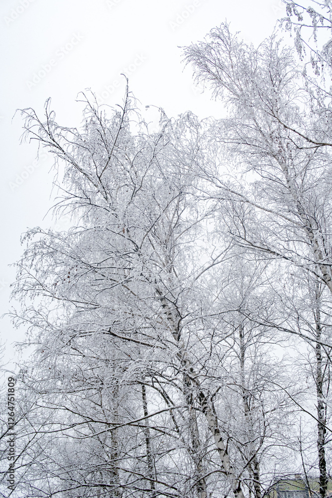 A snowy tree with branches covered in ice A snowy tree with branches covered in ice