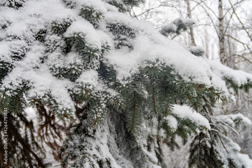 A snow covered tree branch with snow on it A snow covered tree branch with snow on it