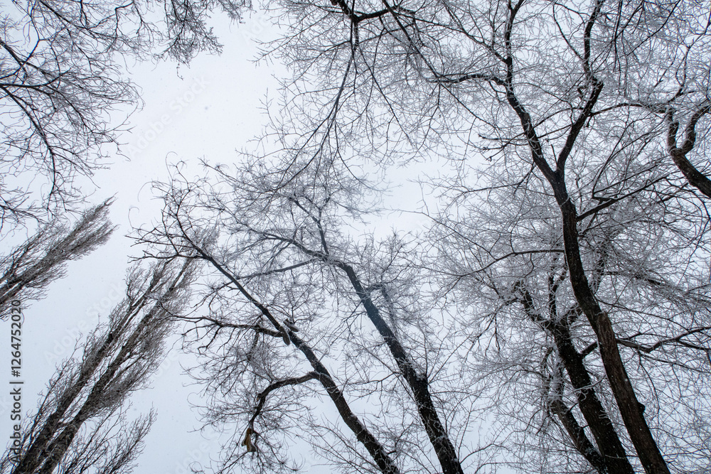 A snowy landscape with trees covered in snow A snowy landscape with trees covered in snow