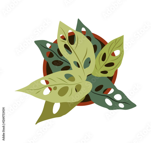 Monstera Adansonii house plant top view. Potted flower colorful overhead view icon for landscape, architectural, interior design. Hand drawn Vector flat illustration isolated on transparent background