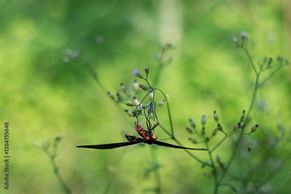The colorful nature and butterfly on a blue mist flower The colorful nature and butterfly on a blue mist flower