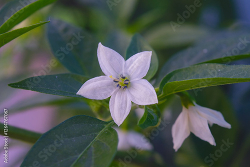 white flower of hot pepper blossomed for pollination and development of a piquant pod, selective focus