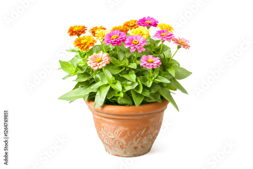 Wallpaper Mural Zinnias in decorative terracotta pot on white background. Concept symbolizing interior design, potted plants, plant care, eco-friendly living. Perfect for home decor, wellness and botanical aesthetics Torontodigital.ca