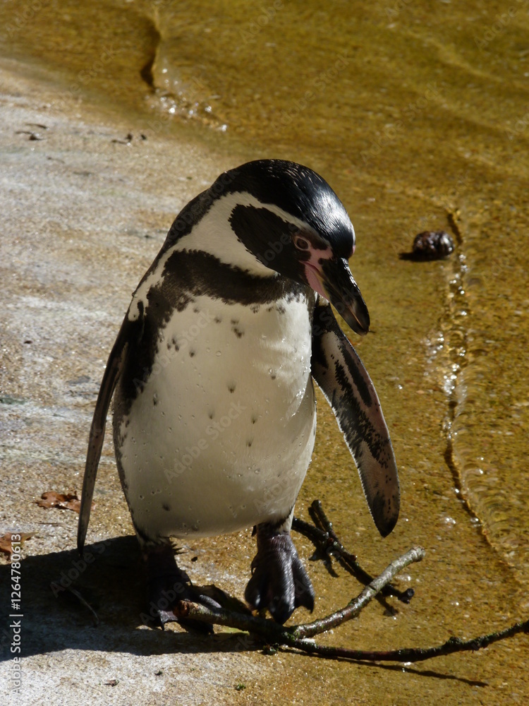 Naklejka premium Manchot