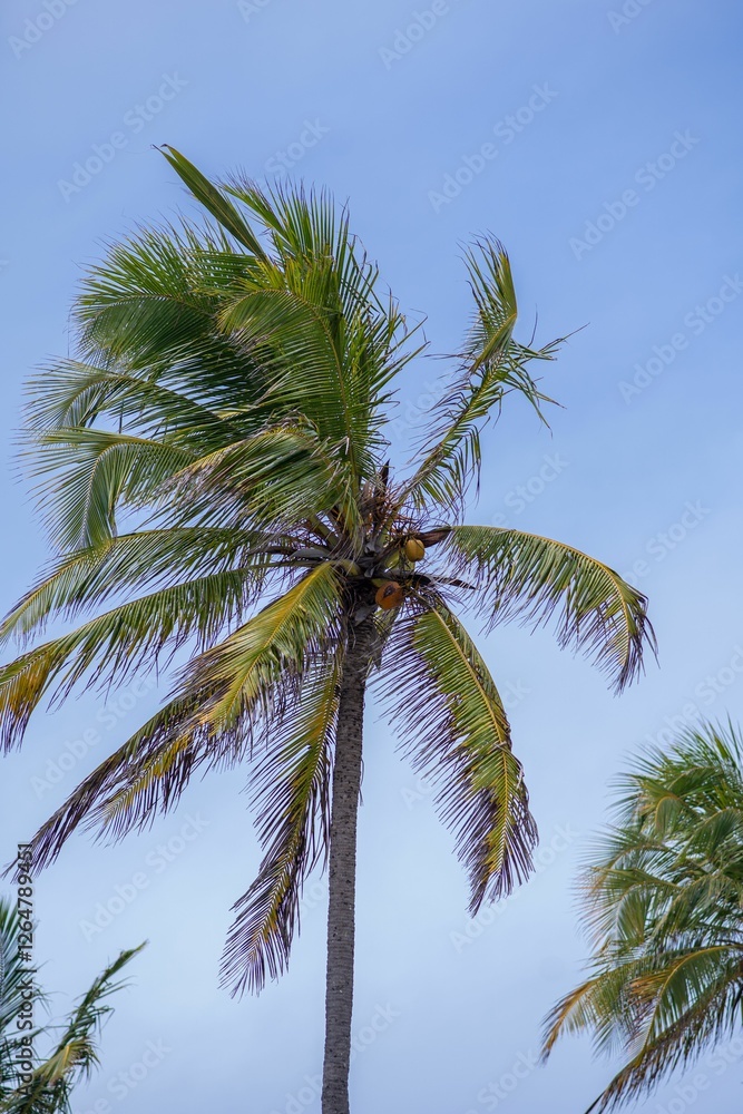 Coconut Palm Tree Against Blue Sky Coconut Palm Tree Against Blue Sky