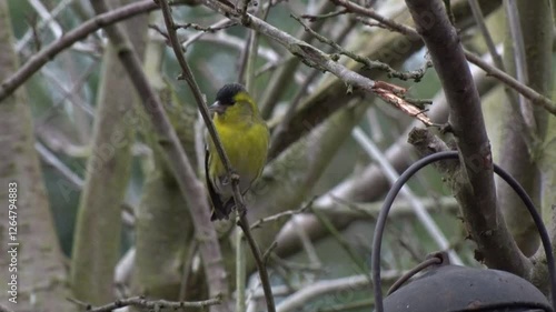 Wallpaper Mural A male Siskin, Carduelis spinus, perched in a tree near to a hanging seed feeder. Winter. UK Torontodigital.ca