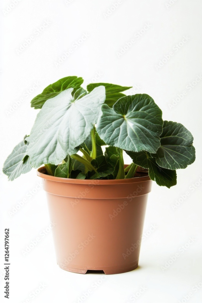 Elegant begonia plant in trendy terracotta pot showcasing lush green leaves against pristine white backdrop Elegant begonia plant in trendy terracotta pot showcasing lush green leaves against pristine white backdrop